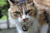 猫咪 愤怒 恐怖 发威