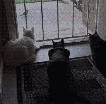 搞笑雷人 萌宠 搞笑动物 厉害了 可爱