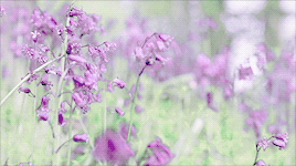 景观 紫色 自然 春天 春游 春日时光 花开时节 春分 春日时光 春意暖融融 春天的样子