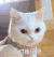 萌宠 猫星人 面对疾风吧 生气 呆萌 可爱