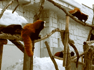 浣熊 树枝 雪 玩耍 可爱