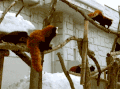 浣熊 树枝 雪 玩耍 可爱