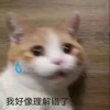 萌宠 猫星人 我好像理解错了 无奈 呆萌 可爱