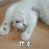 萌宠 猫星人 快来 邀请 呆萌 可爱