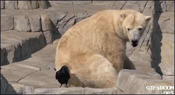 北极熊 晒太阳 鸟 幼崽