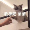 萌宠 喵星人 收手吧 弟弟 搞怪 逗
