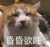 萌宠 猫星人 昏昏欲睡 困了 搞怪 逗