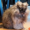 猫咪 喵星人 搞笑眼神 犀利 凝视