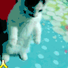 猫 狗 萌宠 可爱