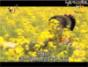 鲜花 陈乔恩 女神 搞笑