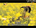 鲜花 陈乔恩 女神 搞笑