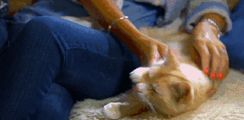 对猫的发现 挠痒痒 猫咪 纪录片