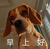 萌宠 汪星人 早上好 打招呼 搞怪 呆萌