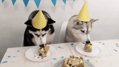 二哈 狗狗 生日快乐 吃蛋糕