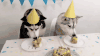 二哈 狗狗 生日快乐 吃蛋糕