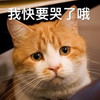 萌宠 猫星人 我快要哭了哦 无奈 呆萌 可爱