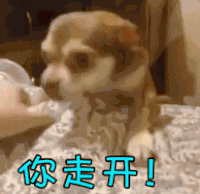 狗 汪星人 你走开