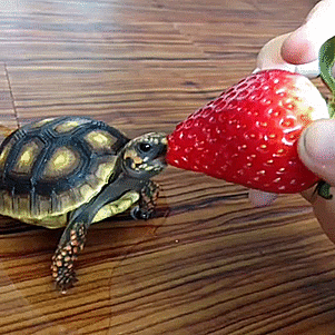 草莓 strawberry food