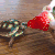 草莓 strawberry food
