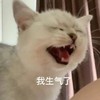 萌宠 猫星人 我生气了 嗷呜 呆萌 可爱
