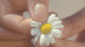 手指 花朵 揪花瓣 白色