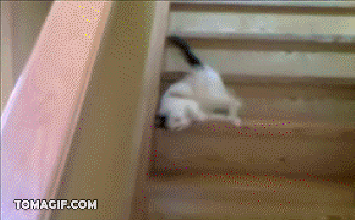 猫咪 下台阶 搞笑 玩耍