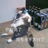 萌宠 喵星人 你别说了 我有点不行了 呆萌 憨憨