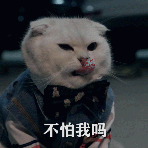 猫星人 不怕我吗 可爱 搞怪 逗