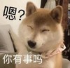 萌宠 汪星人 你有事吗 好奇 呆萌 可爱