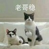 萌宠 猫星人 老哥稳 厉害了 点赞 搞怪 逗