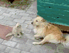 ~~ 翻脸 gif 才说