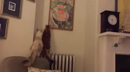 猫 萌宠 爬墙 搞笑