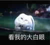 看我的大白眼   搞笑  兔子  表情包  可爱
