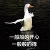 萌宠 小鸭子 一般般的开心 一般般的拽 搞怪 逗