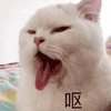 沙雕猫 猫咪 猫 可爱猫 猫表情包 猫咪表情包 小猫