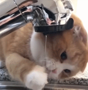 猫咪 喝水 解渴 调皮