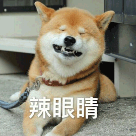 辣眼睛 柴犬 狗