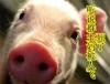 自恋 恶搞 萌萌哒 小猪 听说群主妈妈被人飞死了