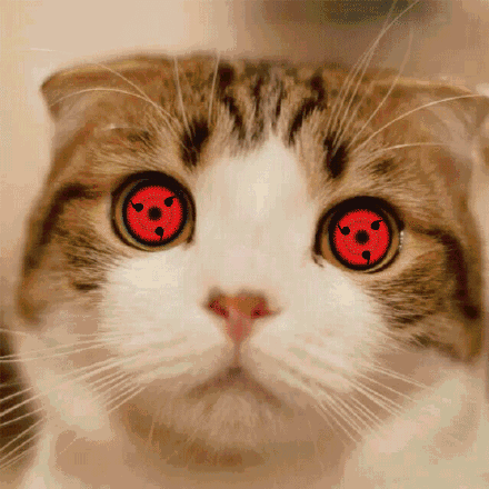 猫咪 红色眼睛 胡须 可爱