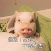 萌宠 猪 好多人 不想出去 憨憨 可爱