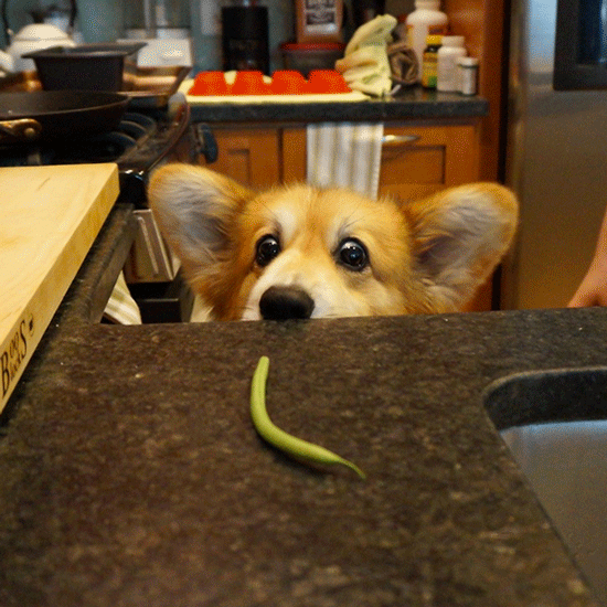 狗 豌豆