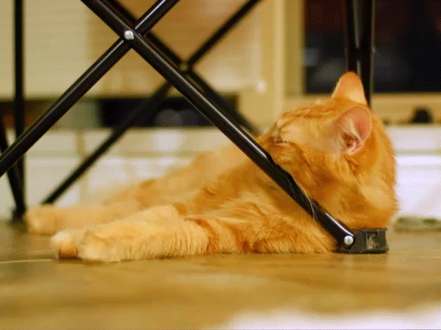 猫咪 桌角 睡觉 可爱