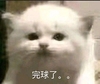 萌宠 猫星人 完球了 完了 搞怪 呆萌