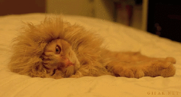 猫 喵星人 狮子 睡觉 眨眼 萌 霸气 无聊