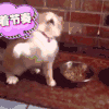 汪星人 狗狗 可爱 萌宠 狗