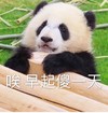 萌宠 熊猫 哎 早起傻一天 呆萌 可爱