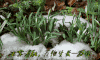 冰雪消融 万物生长  谷雨
