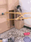 狗狗 拆家 搞笑 可爱