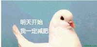 萌宠 鸽子 明天开始 我一定减肥 搞怪 呆萌