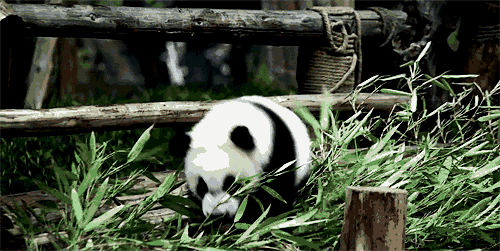 看我的 吃竹子 哈哈哈 打闹 爱玩 大熊猫